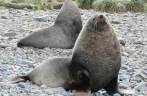 Lobos-marinho em praia de Prion Island, na Geórgia do Sul
