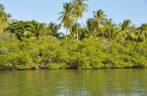 Mangue e coqueiros na Baía de Camamu - BA