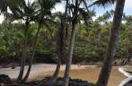 Muitos coqueiros no caminho entre Itacarezinho e Havaizinho, em Itacaré - BA