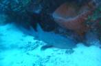 O dorminhoco tubarão-lixa no mergulho em Third Encounter, na costa de Saba - Caribe