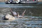 O monstro do lago Ness? Não, é apenas um gigantesco elefante-marinho que nada à nossa frente, bem perto do nosso caiaque, em Ocean Harbour, na Geórgia do Sul O monstro do lago Ness? Não, é apenas um gigantesco elefante-marinho que nada à nossa frente, bem perto do nosso caiaque, em Ocean Harbour, na Geórgia do Sul