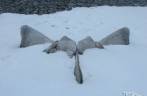 Ossos de baleia em Turret Point, em King George Island, na Antártida