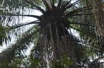 Palmeira na Trilha da Engenhoca, em Itacaré - BA