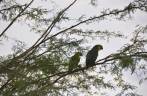 Papagaios no P.N da Serra do Catimbau, próximo à Buique - PE