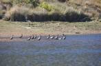 Patos selvages na lagoa da Lapinha, região da Serra do Cipó - MG