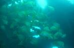 Peixes nadam dentro do naufrágio Santa Catarina, em Abrolhos - BA