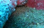 Pequeno camarão azulado (no centro da foto), no naufrágio Charlie Brown, na costa de Statia - Caribe