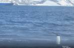 Pinguim gentoo se esquenta no vapor de água quente na praia em Deception Island, na Antártida