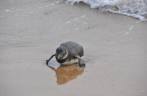 Pinguim perdido, na praia de Geribá, em Búzios - RJ Pinguim perdido, na praia de Geribá, em Búzios - RJ