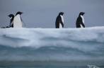 Pinguins adelie sobre iceberg em Kinnes Cove, na Antártida