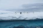Pinguins adelie sobre iceberg em Kinnes Cove, na Antártida