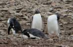 Pinguins gentoo, em Steeple Jason, no noroeste das Ilhas Malvinas