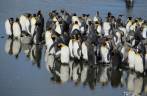 Pinguins rei ao lado de um remanso de rio em St Andrews Bay, na Geórgia do Sul Pinguins rei ao lado de um remanso de rio em St Andrews Bay, na Geórgia do Sul