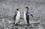 Pinguins Rei parecem conversar entre si, em Salisbury Plain, na Geórgia do Sul