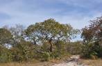 Piquizeiro, no Parque Nacional Grande Sertão Veredas, no noroeste de MG (região de Chapada Gaúcha)