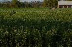 Plantação de tabaco em Pinar del rio, no oeste de Cuba Plantação de tabaco em Pinar del rio, no oeste de Cuba