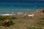 Por enquanto, as principais frequentadoras da nova praia criada pelo vulcão são as vacas (Montserrat, no Caribe)