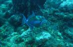 Queen Trigger Fish, no Hangover Reef, na costa de Statia - Caribe