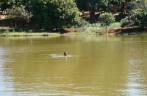 Refrescando-se no açude da fazenda em Ribeirão Preto - SP