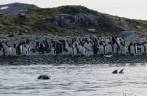 Remando ao lado de um elefante-marinho e a praia repleta de pinguins em Gold Harbour, na Geórgia do Sul Remando ao lado de um elefante-marinho e a praia repleta de pinguins em Gold Harbour, na Geórgia do Sul