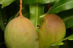 Suculentas frutas-pão, no resort Jalousy, em Soufriere, no sul de Santa Lúcia Suculentas frutas-pão, no resort Jalousy, em Soufriere, no sul de Santa Lúcia