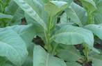 Tabaco, tÃpico em Pinar del Rio, no oeste de Cuba Tabaco, tÃpico em Pinar del Rio, no oeste de Cuba