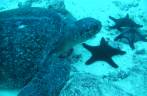 Tartaruga e estrelas-do-mar em mergulho na Isla Darwin, em Galápagos