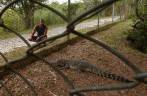 Tentando interagir com jacarés na Isla de la Juventud, em Cuba
