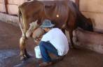 Tirando leite na fazenda em Ribeirão Preto - SP