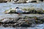 Um antartic tern nos observa no caiauqe em Ocean Harbour, na Geórgia do Sul Um antartic tern nos observa no caiauqe em Ocean Harbour, na Geórgia do Sul