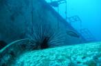 Um belo ouriço no naufrágio Charlie Brown, na costa de Statia - Caribe
