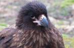 Um caracara nos observa em Steeple Jason, no noroeste das Ilhas Malvinas