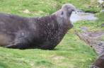 Um enorme e preguiçoso elefante-marinho em Grytviken, na Geórgia do Sul Um enorme e preguiçoso elefante-marinho em Grytviken, na Geórgia do Sul