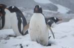 Um ´pinguim gentoo nos observa enquanto caminhamos para Stromness, na Geórgia do Sul Um ´pinguim gentoo nos observa enquanto caminhamos para Stromness, na Geórgia do Sul