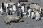 Um filhote de elefante-marinho interage com pinguins rei na praia de Gold Harbour, na Geórgia do Sul Um filhote de elefante-marinho interage com pinguins rei na praia de Gold Harbour, na Geórgia do Sul
