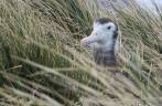 Um filhote de southern royal albatross na grama alta de Prion Island, na Geórgia do Sul