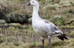 Um ganso upland, em Steeple Jason, no noroeste das Ilhas Malvinas
