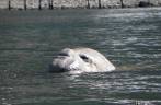 Um gigantesco elefante-marinho nada à nossa frente, bem perto do nosso caiaque, em Ocean Harbour, na Geórgia do Sul Um gigantesco elefante-marinho nada à nossa frente, bem perto do nosso caiaque, em Ocean Harbour, na Geórgia do Sul