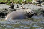 Um grande e gordo elefante-marinho nos observa em nossos caiaques em Ocean Harbour, na Geórgia do Sul Um grande e gordo elefante-marinho nos observa em nossos caiaques em Ocean Harbour, na Geórgia do Sul