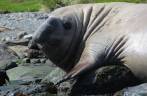 Um grande e gordo elefante-marinho nos observa em nossos caiaques em Ocean Harbour, na Geórgia do Sul Um grande e gordo elefante-marinho nos observa em nossos caiaques em Ocean Harbour, na Geórgia do Sul