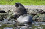 Um lobo-marinho nos observa em nossos caiaques em Ocean Harbour, na Geórgia do Sul Um lobo-marinho nos observa em nossos caiaques em Ocean Harbour, na Geórgia do Sul