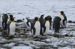 Um pequeno grupo de poinguins rei no nosso caminho para Stromness, na Geórgia do Sul Um pequeno grupo de poinguins rei no nosso caminho para Stromness, na Geórgia do Sul