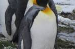Um pequeno grupo de poinguins rei no nosso caminho para Stromness, na Geórgia do Sul Um pequeno grupo de poinguins rei no nosso caminho para Stromness, na Geórgia do Sul
