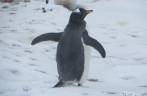Um pinguim gentoo no nosso caminho para Stromness, na Geórgia do Sul Um pinguim gentoo no nosso caminho para Stromness, na Geórgia do Sul