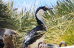 Um shag imperial em seu ninho no naufrágio Bayard, em Ocean Harbour, na Geórgia do Sul Um shag imperial em seu ninho no naufrágio Bayard, em Ocean Harbour, na Geórgia do Sul