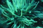 Uma anêmona durante nosso segundo mergulho na costa de Saba - Caribe