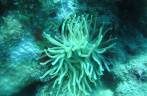 Uma anêmona durante nosso segundo mergulho na costa de Saba - Caribe