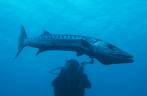 Uma barracuda 'cabeçuda' no naufrágio Charlie Brown, na costa de Statia - Caribe