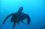 Uma das dezenas de tartarugas em mergulho na Isla Wolf, em Galápagos
