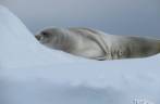 Uma foca crabeater descansa sobre um bloco de gelo em Kinnes Cove, na Antártida
